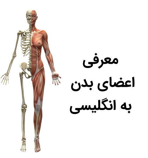 معرفی اعضای بدن به انگلیسی