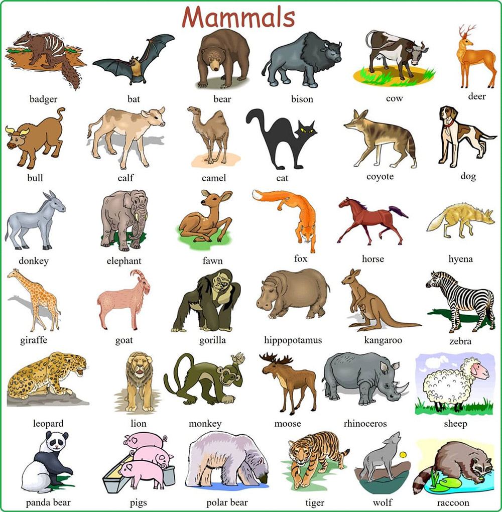 حیوانات پستاندار در انگلیسی