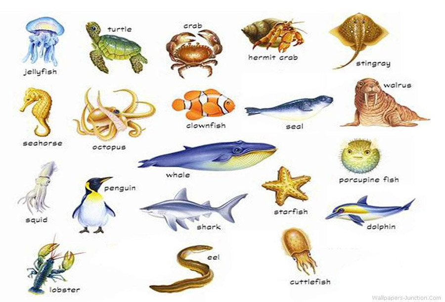 ماهی ها و حیوانات دریایی در انگلیسی