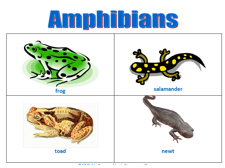 دوزیستان Amphibians