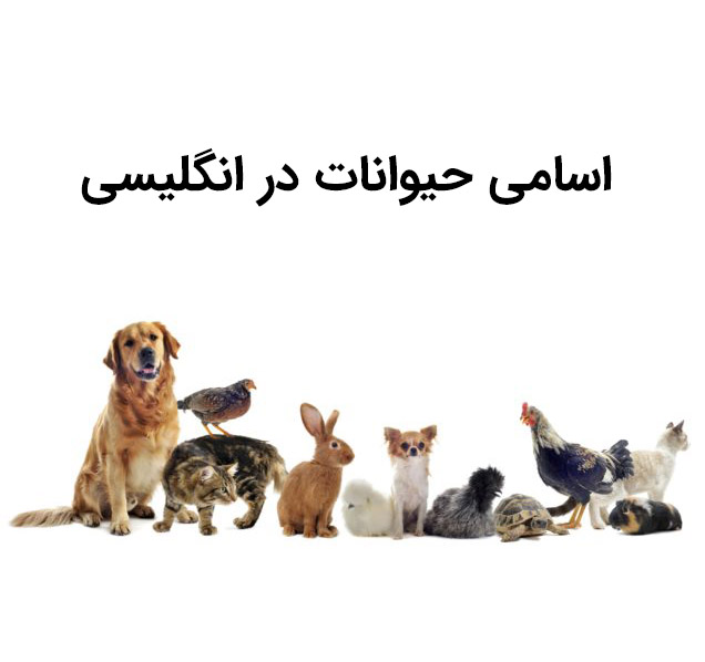 نام حیوانات ، پرندگان و حشرات در انگلیسی