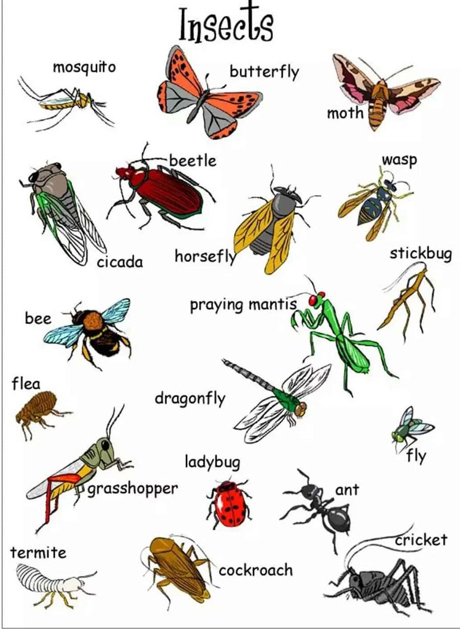 حشرات در انگلیسی