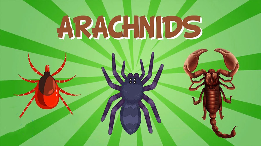 تنندگان Arachnids