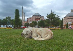 اسامی حیوانات به ترکی