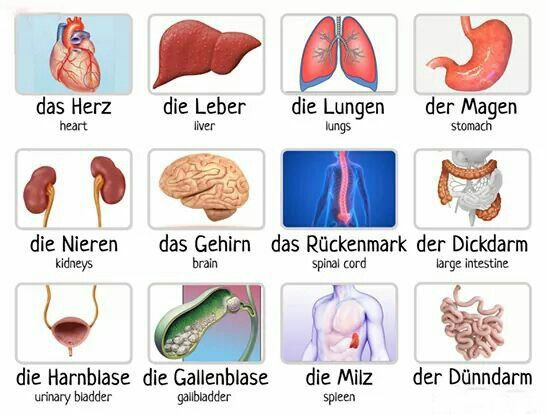 اعضای بدن به زبان آلمانی