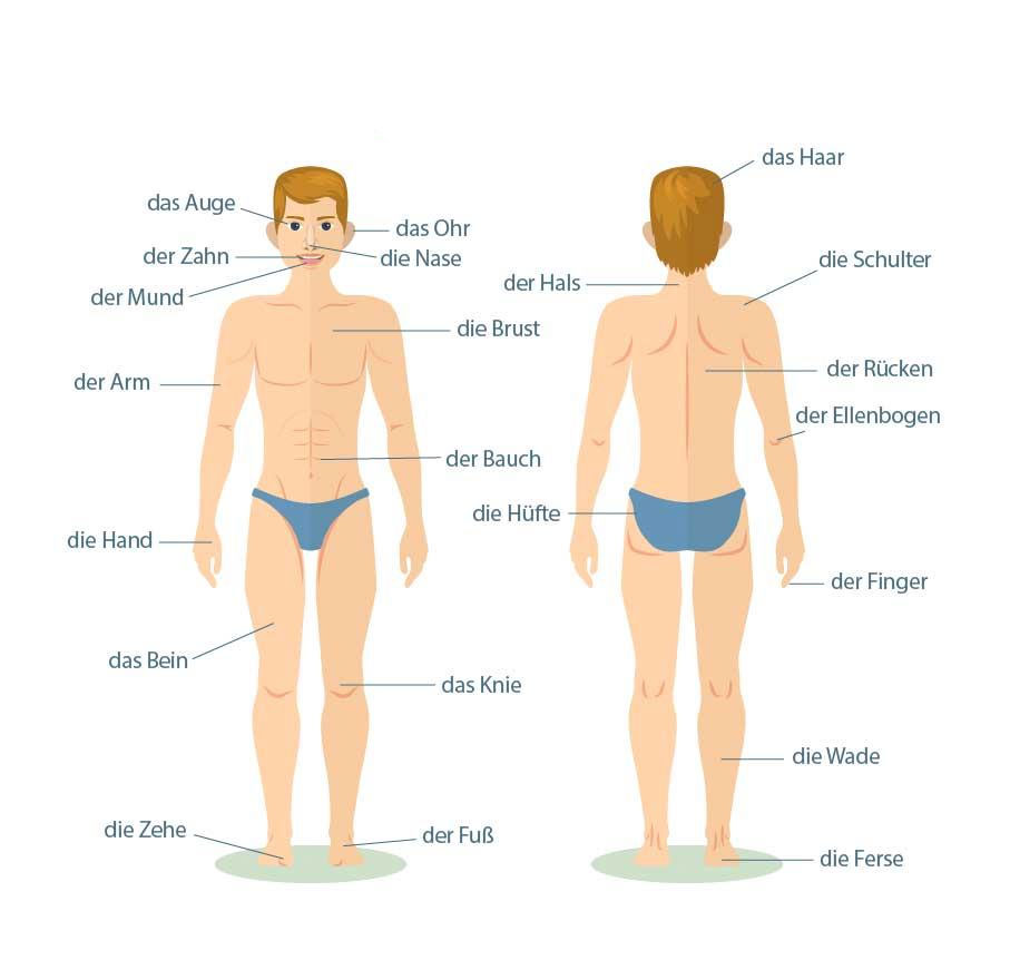 اعضای بدن به زبان آلمانی
