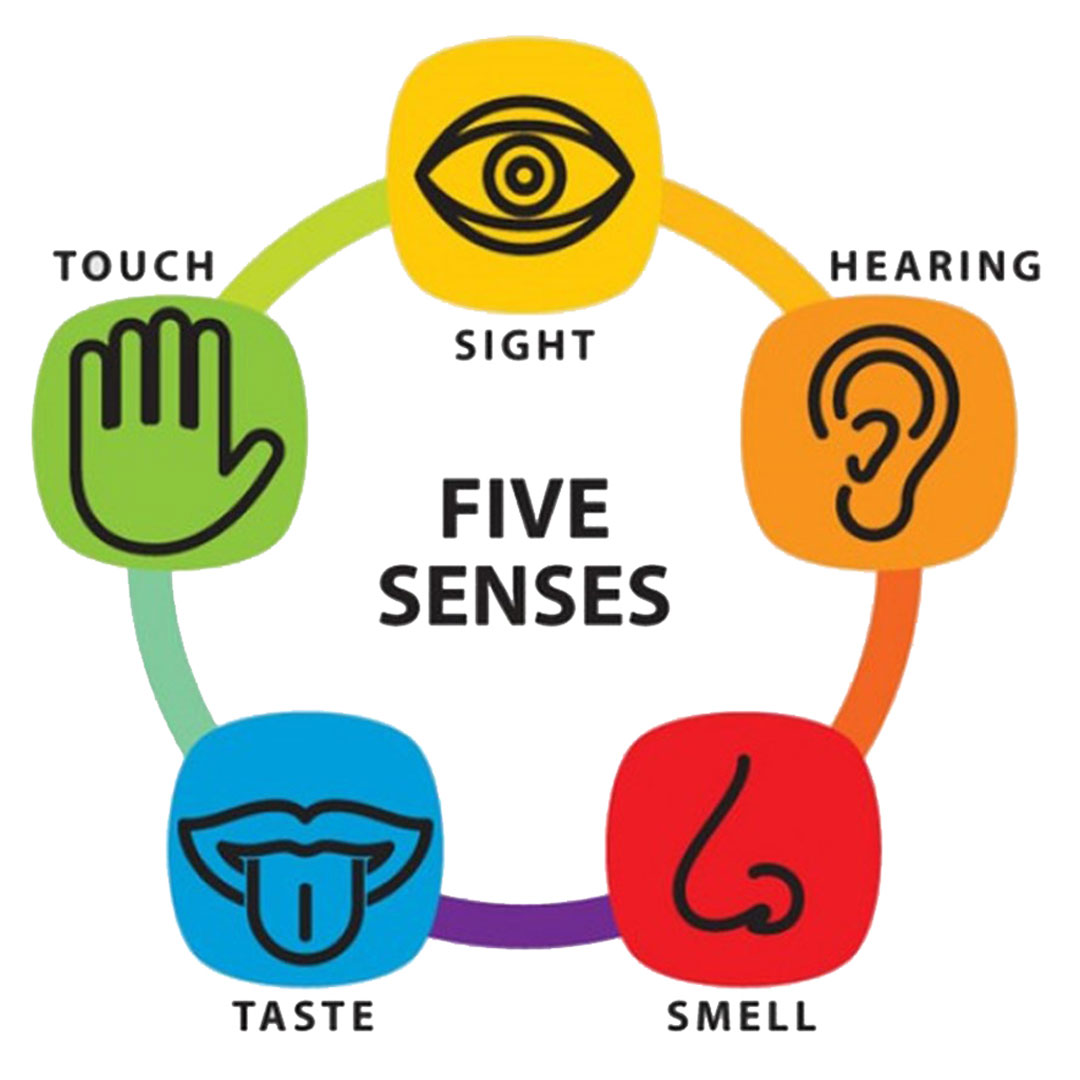 حواس پنجگانه Five Senses به انگلیسی با مثال و ترجمه