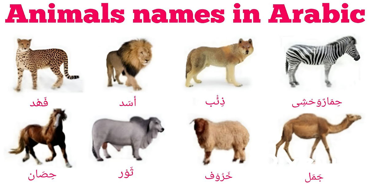 اسامی حیوانات به عربی