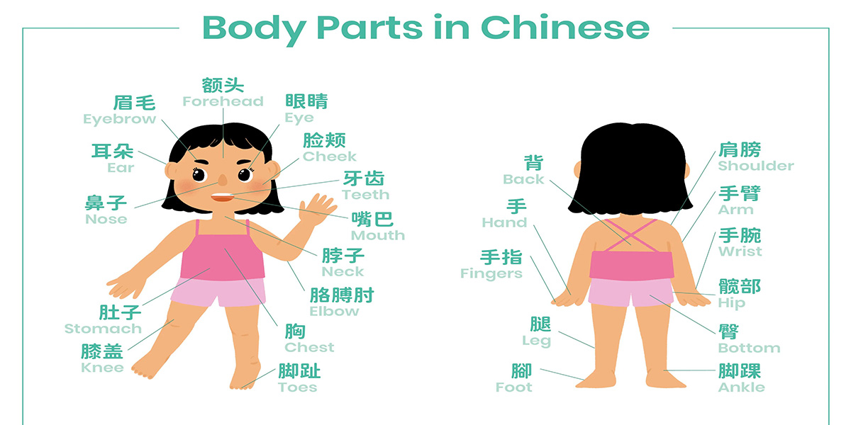 اعضای بدن به زبان چینی