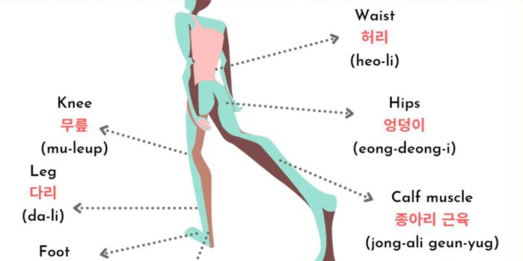 اعضای بدن به زبان کره ای