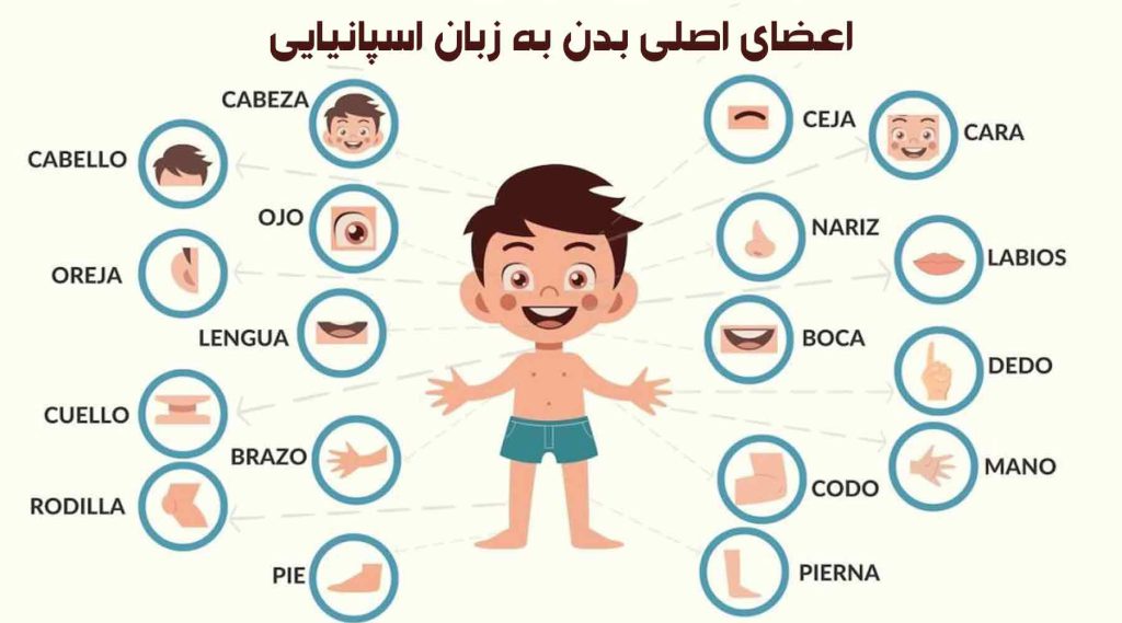 اعضای اصلی بدن به زبان اسپانیایی با ترجمه