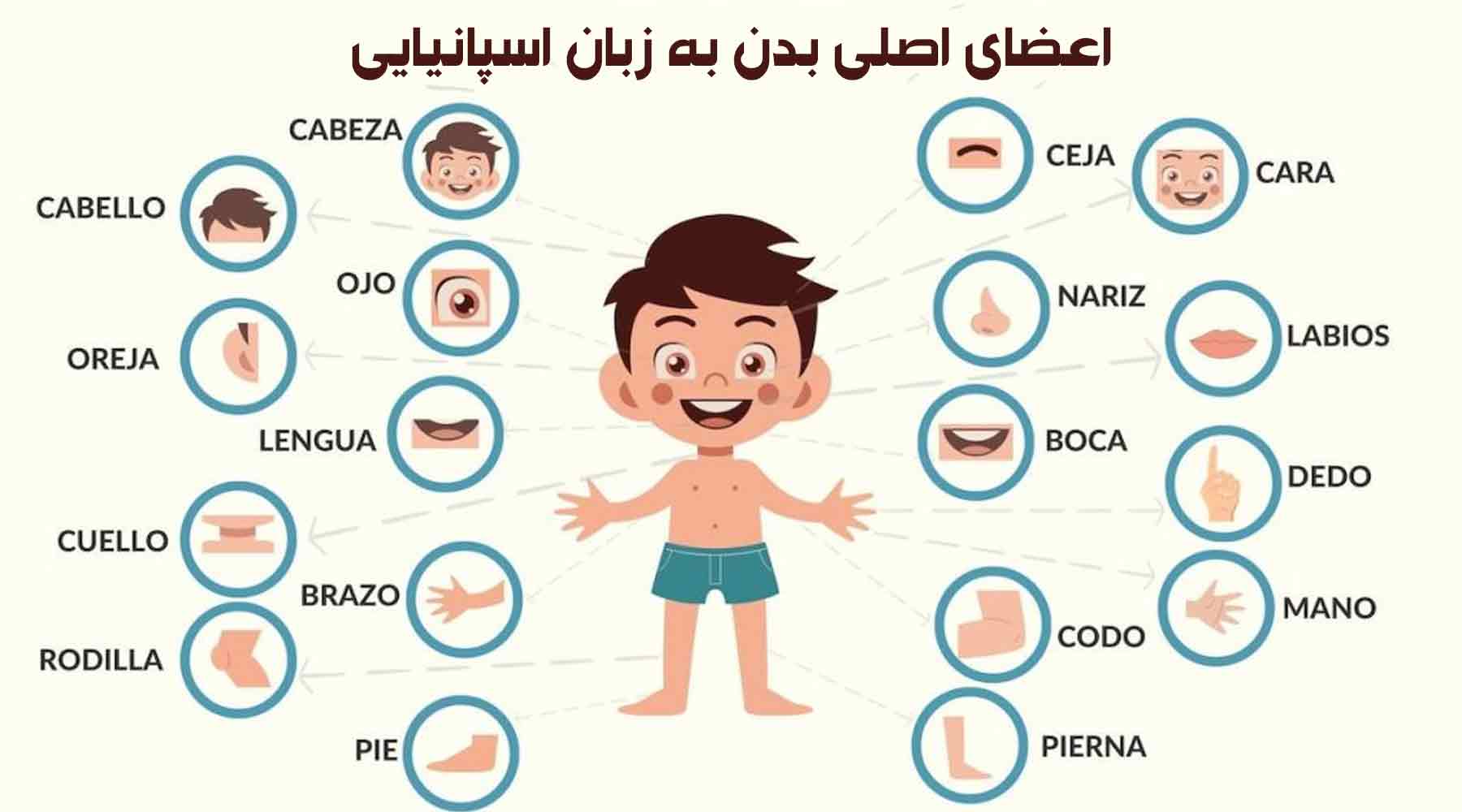 اعضای اصلی بدن به زبان اسپانیایی با ترجمه